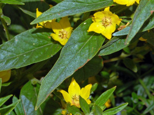 Lysimachia punctata / Mazza-d''oro punteggiata